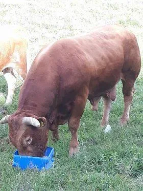 Αγελάδες στη φάτνη της μονάδας